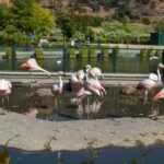 — Сантьяго: захватывающий зоопарк Метрополитано